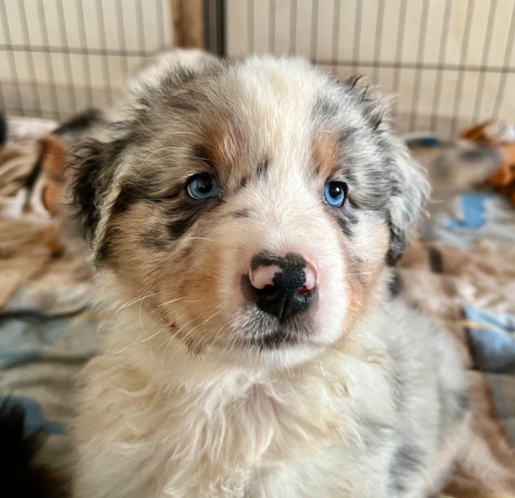 Des Vagues De Tendresse - Chiot disponible  - Berger Australien