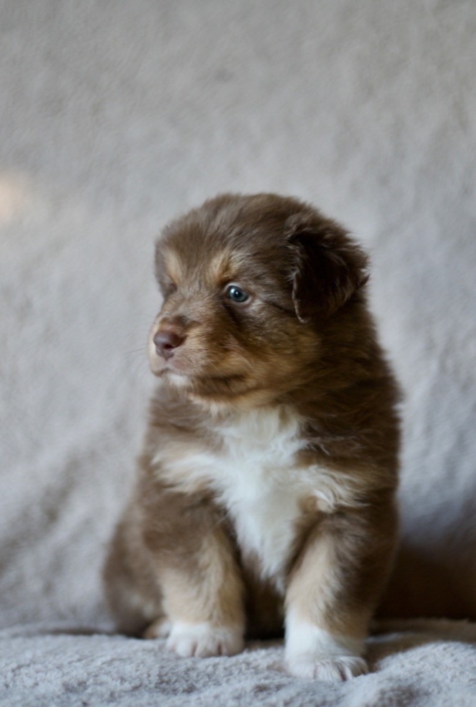 Des Vagues De Tendresse - Chiot disponible  - Berger Australien