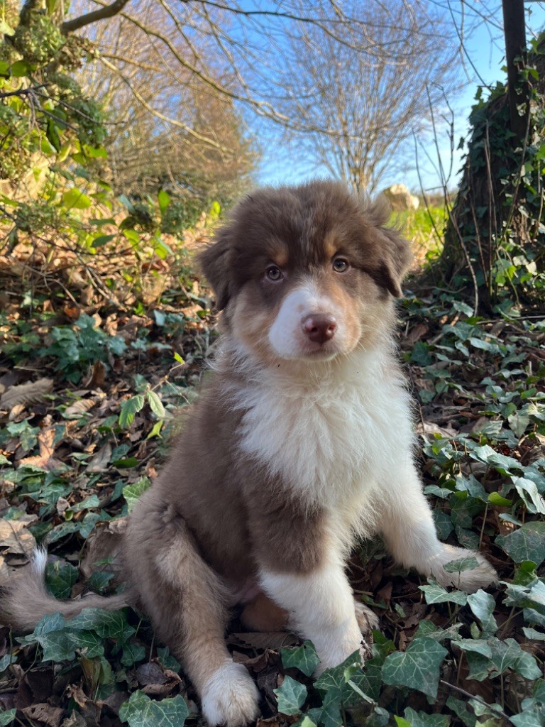 Des Vagues De Tendresse - Chiot disponible  - Berger Australien