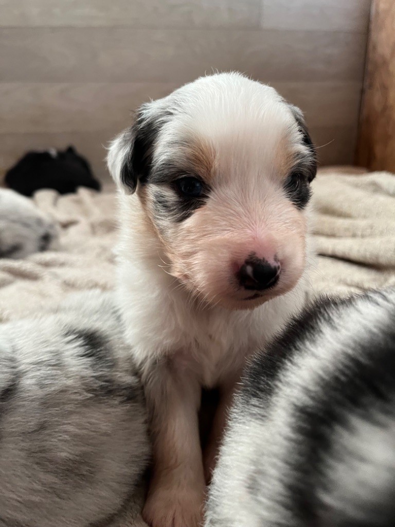 Des Vagues De Tendresse - Chiot disponible  - Berger Australien