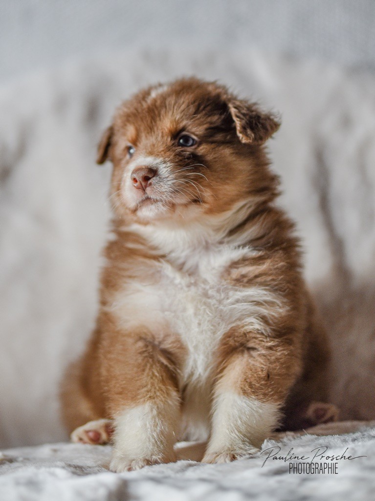 Des Vagues De Tendresse - Chiot disponible  - Berger Australien