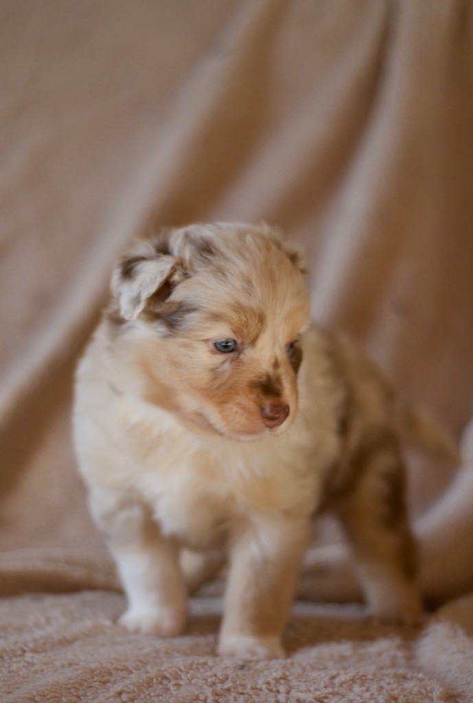 Des Vagues De Tendresse - Chiot disponible  - Berger Australien