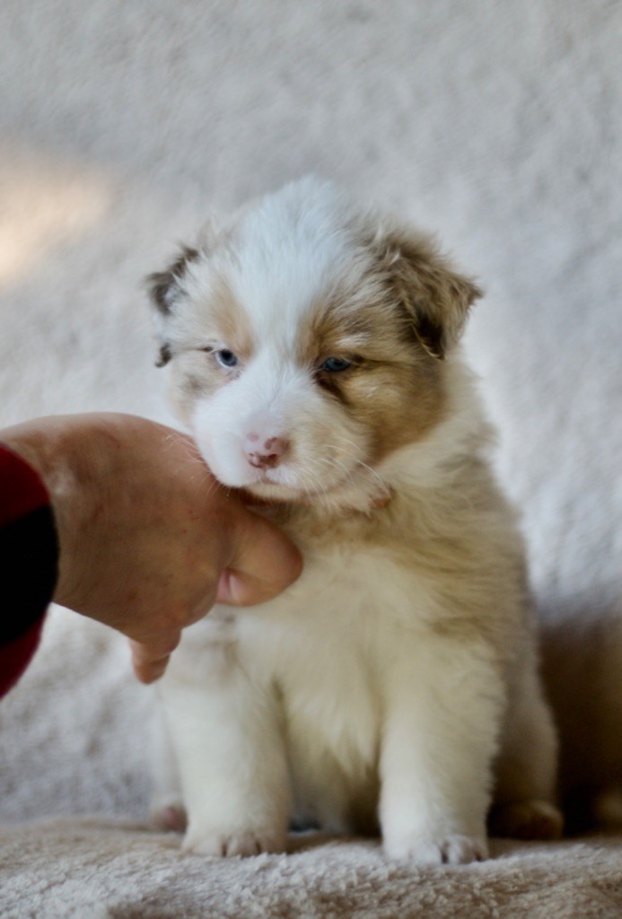 Des Vagues De Tendresse - Chiot disponible  - Berger Australien