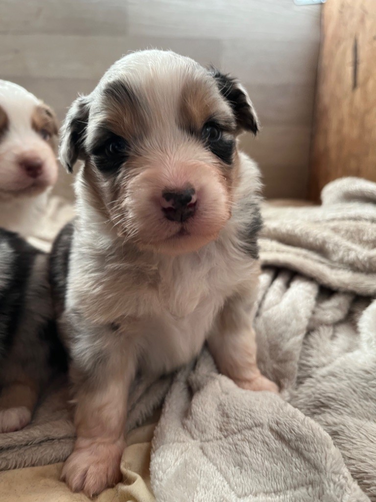 Des Vagues De Tendresse - Chiot disponible  - Berger Australien