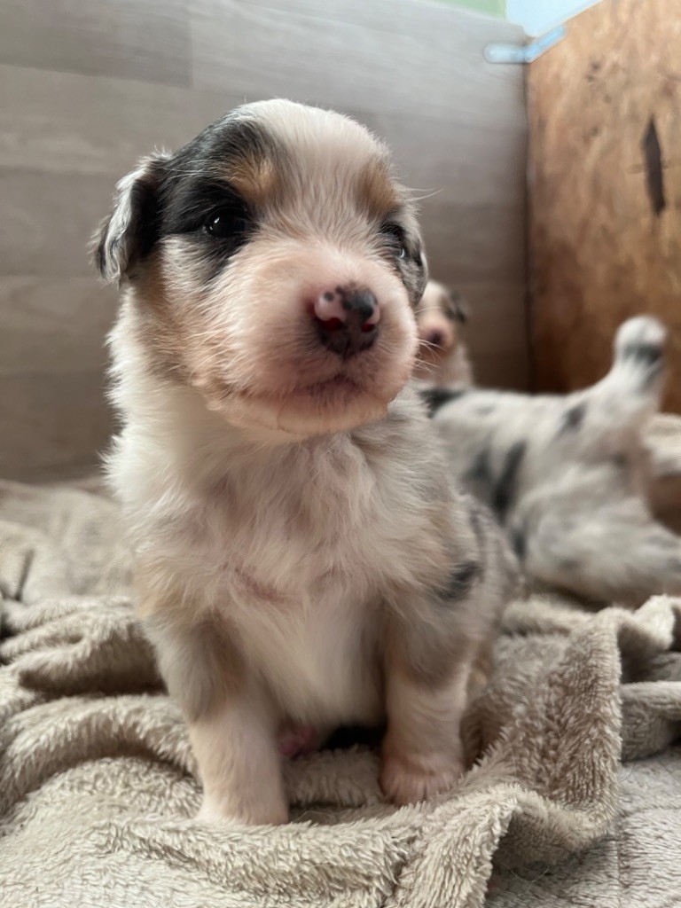 Des Vagues De Tendresse - Chiot disponible  - Berger Australien