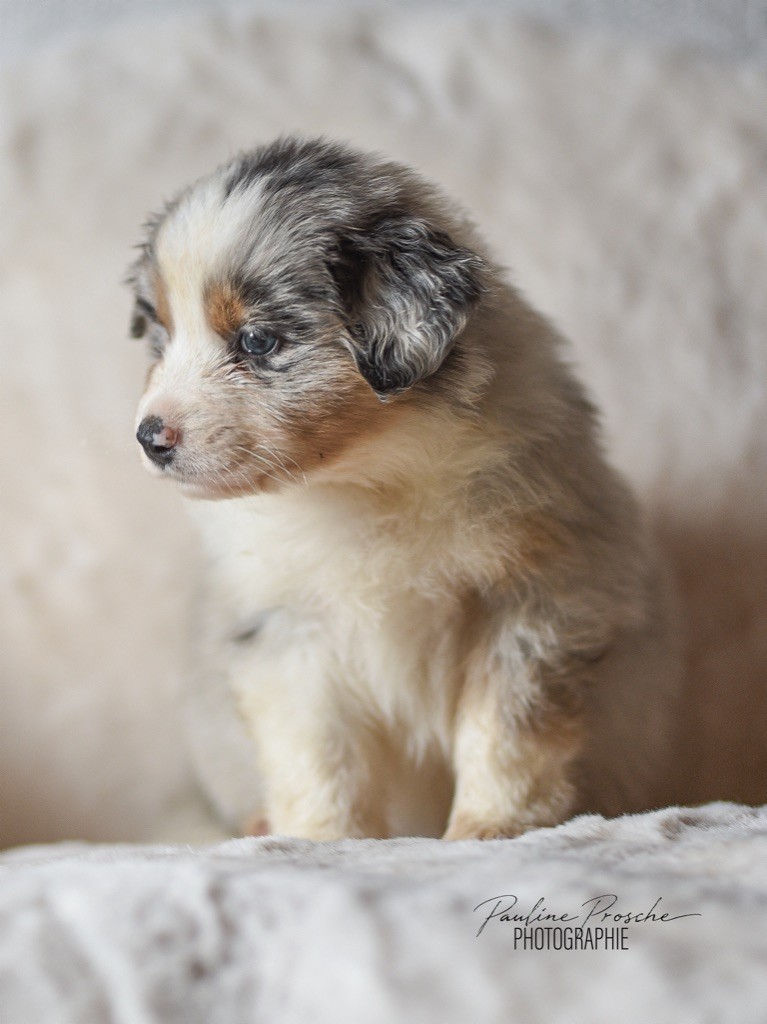 Des Vagues De Tendresse - Chiot disponible  - Berger Australien