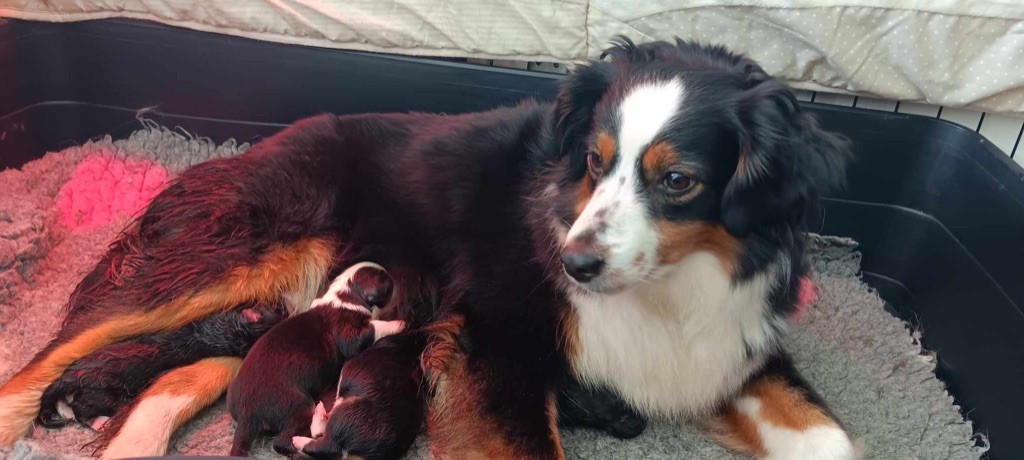 chiot Berger Américain Miniature  Des Vagues De Tendresse