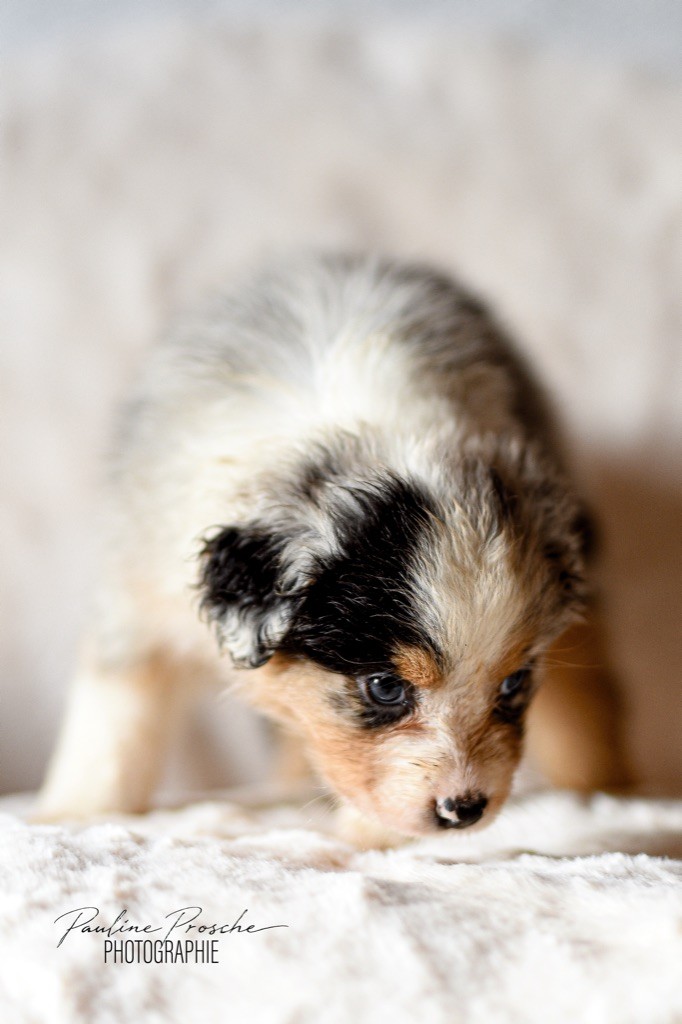 Des Vagues De Tendresse - Chiot disponible  - Berger Australien