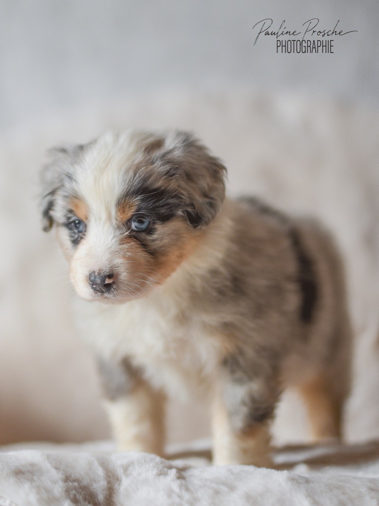 Des Vagues De Tendresse - Chiot disponible  - Berger Australien