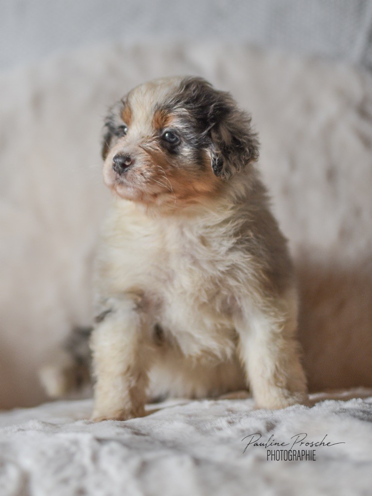 Des Vagues De Tendresse - Chiot disponible  - Berger Australien