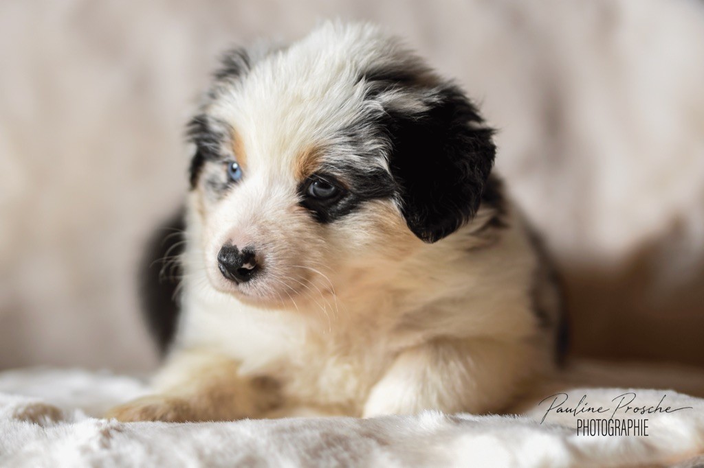 Des Vagues De Tendresse - Chiot disponible  - Berger Australien