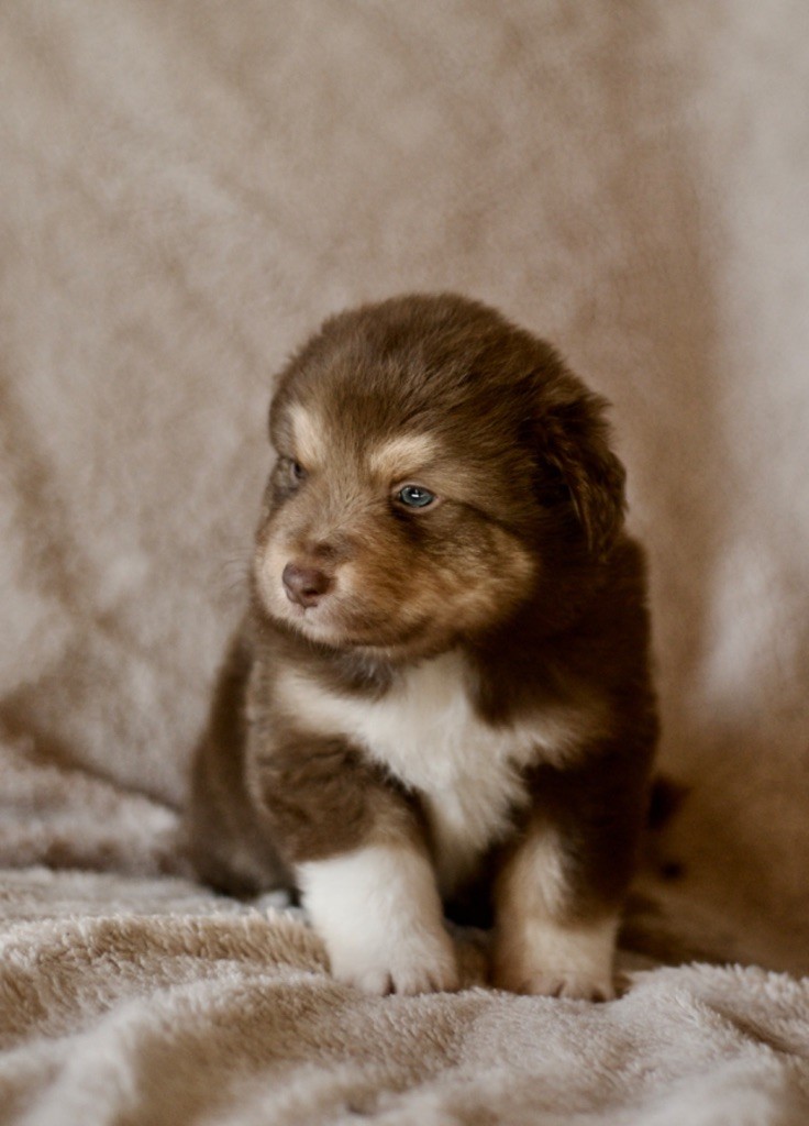 Des Vagues De Tendresse - Chiot disponible  - Berger Australien