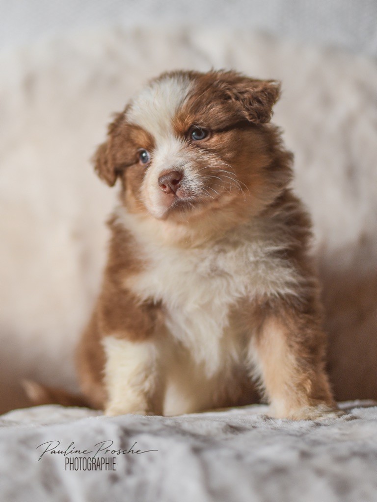 Des Vagues De Tendresse - Chiot disponible  - Berger Australien