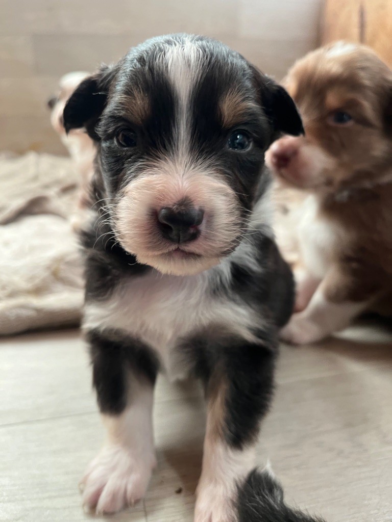 Des Vagues De Tendresse - Chiot disponible  - Berger Australien