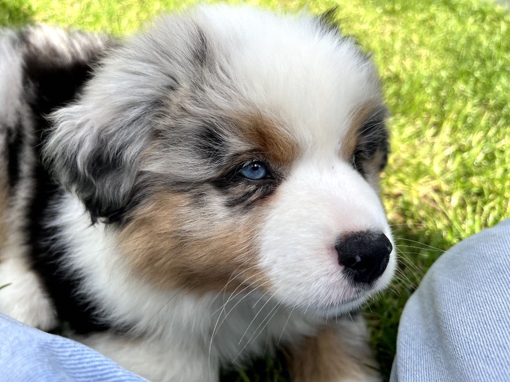 Atka Du clos des duchesses