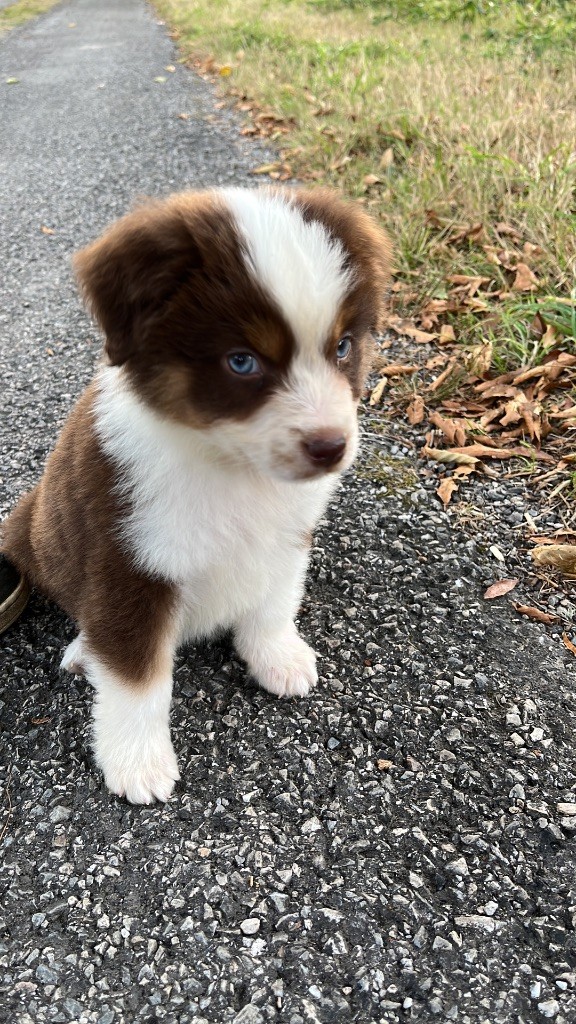 Angel-of-mine Du clos des duchesses