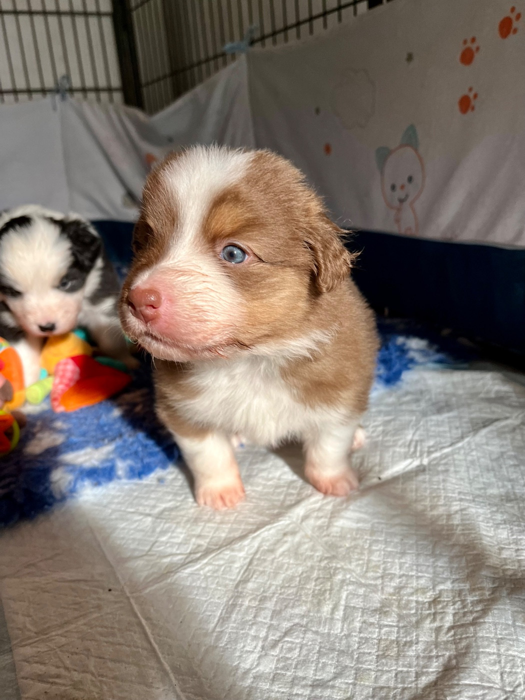 Des Vagues De Tendresse - Chiots disponibles - Berger Australien