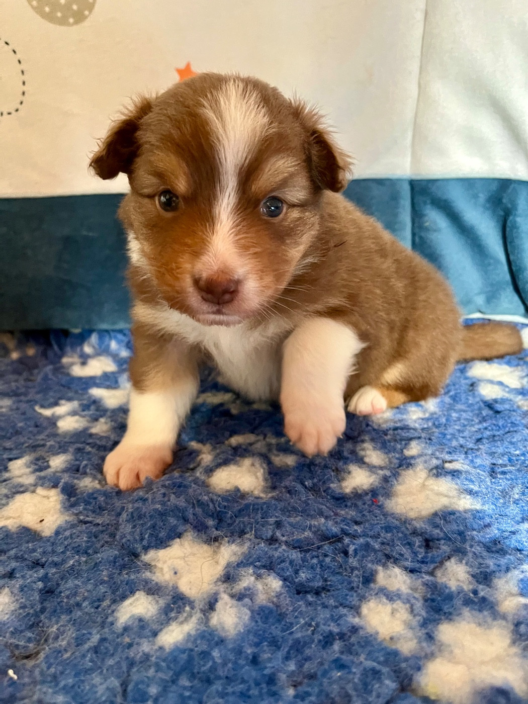 Des Vagues De Tendresse - Chiots disponibles - Berger Australien
