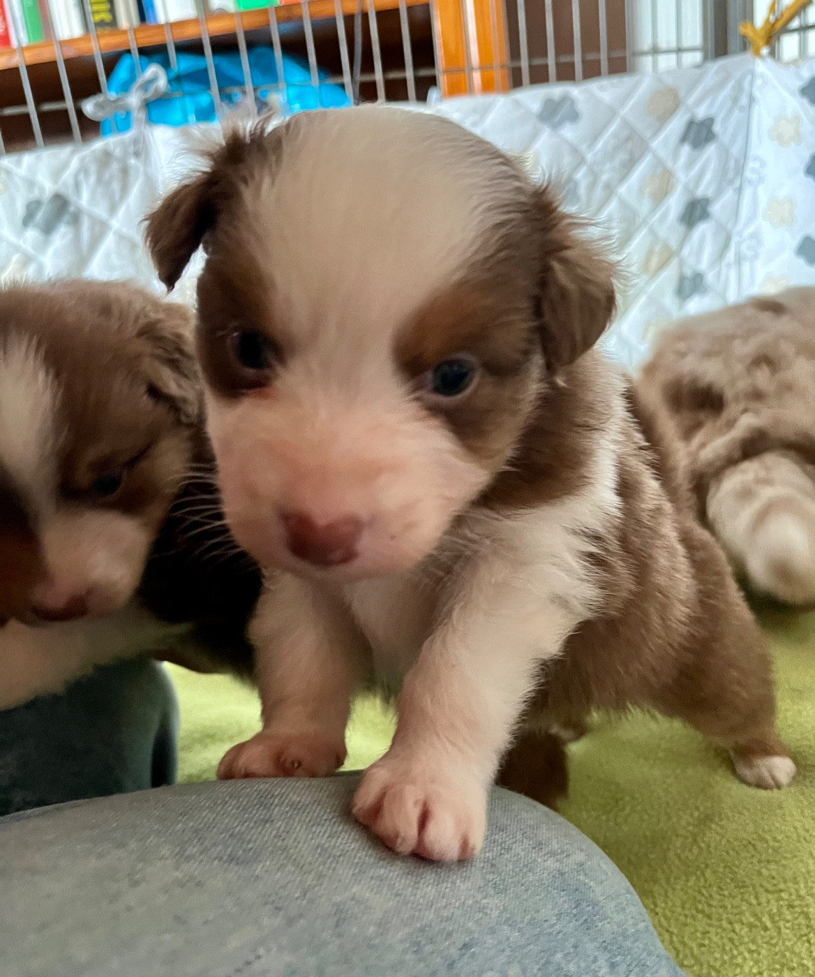 Des Vagues De Tendresse - Chiots disponibles - Berger Australien