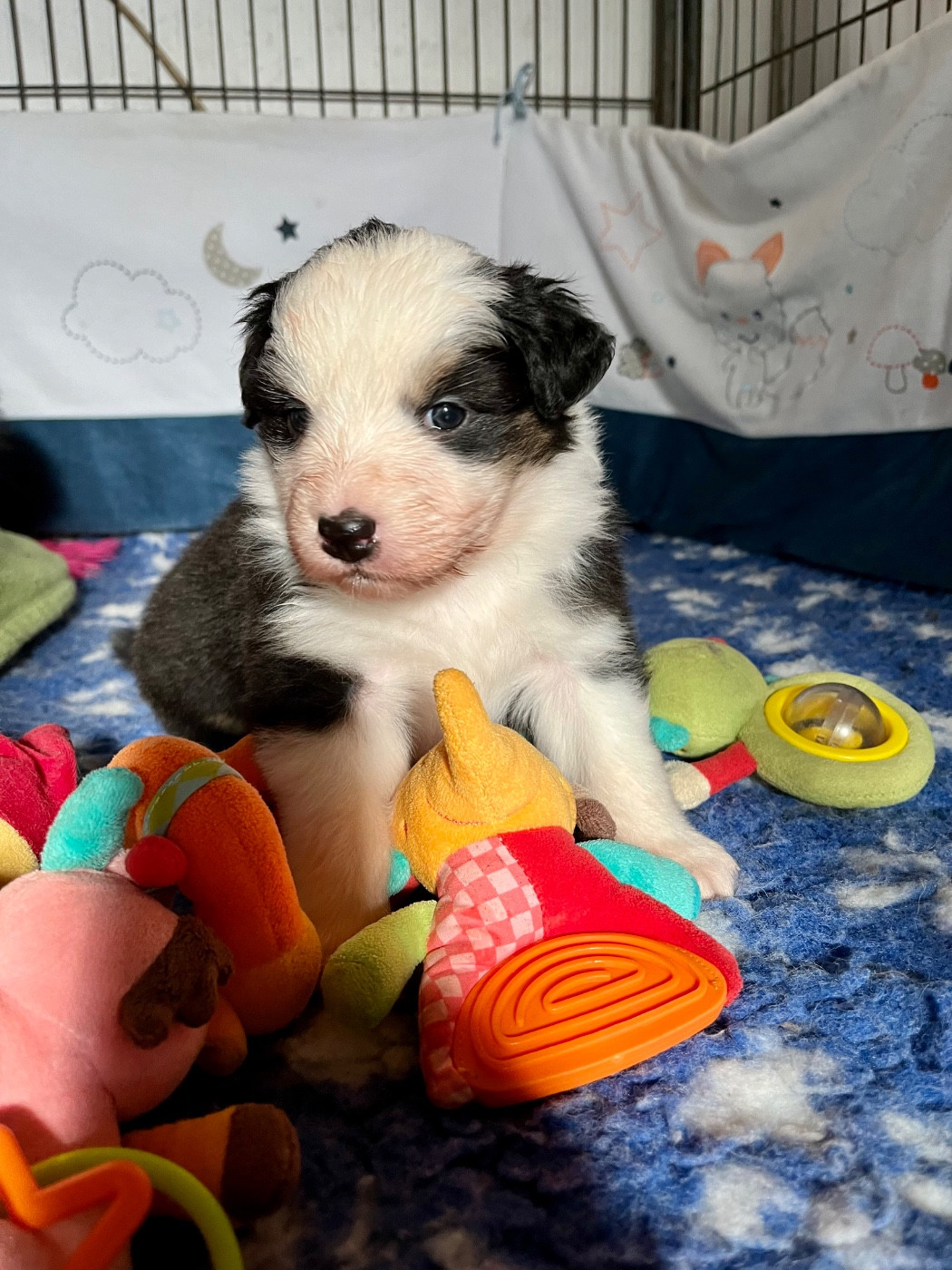 Des Vagues De Tendresse - Chiots disponibles - Berger Australien