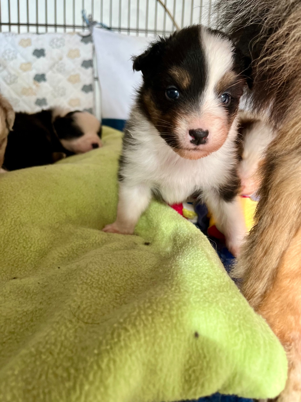 Des Vagues De Tendresse - Chiots disponibles - Berger Australien