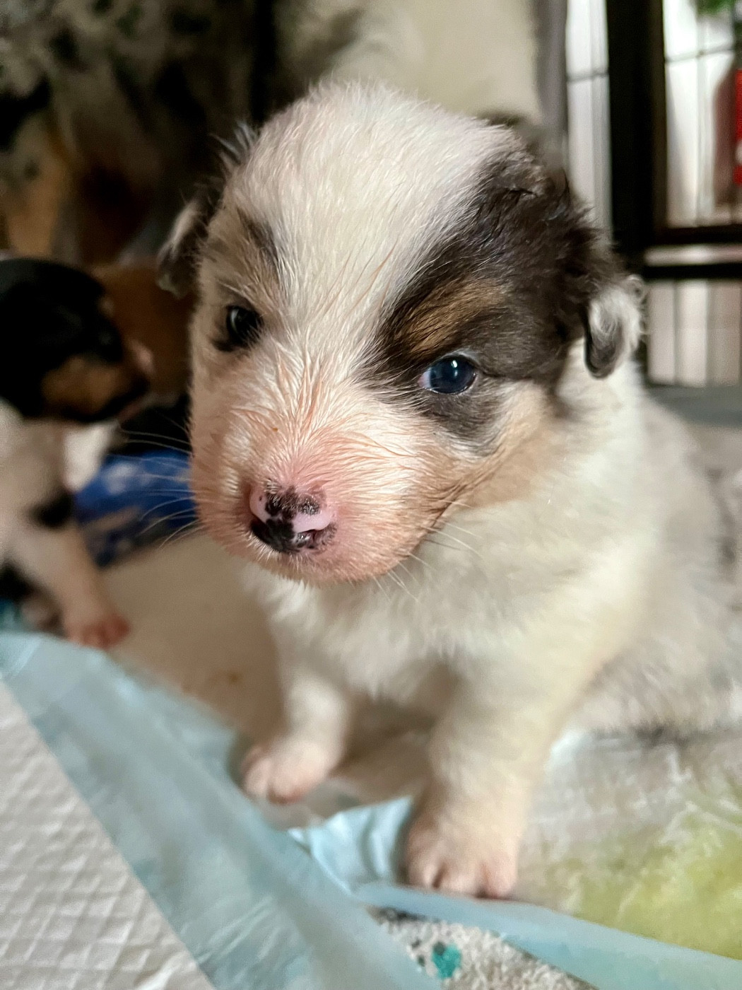 Des Vagues De Tendresse - Chiots disponibles - Berger Australien