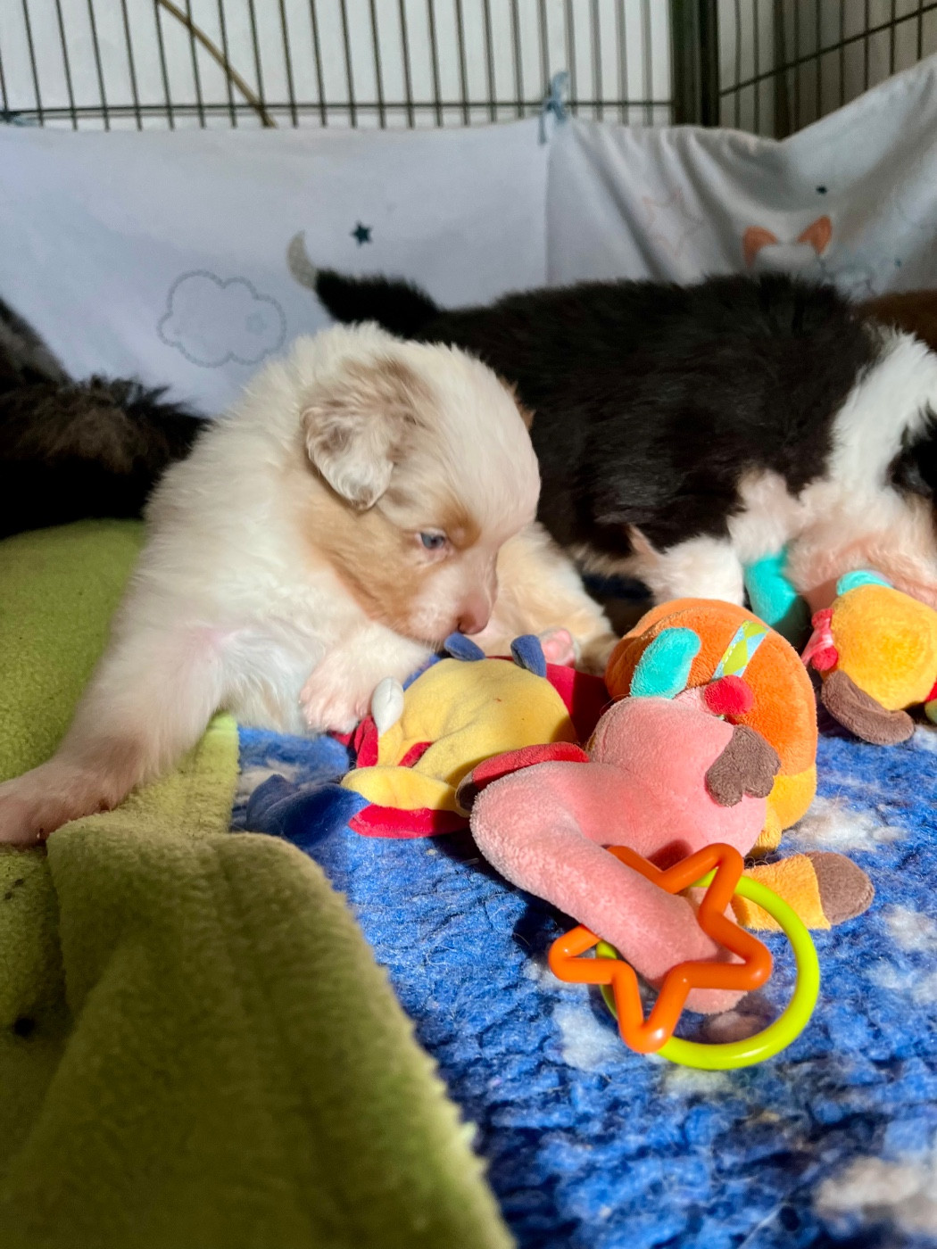 Des Vagues De Tendresse - Chiots disponibles - Berger Australien