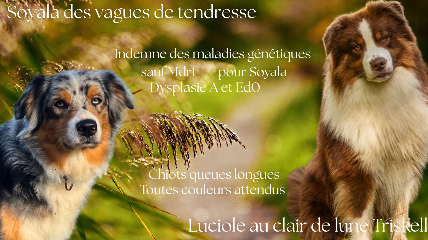 Chiot Berger Australien Des Vagues De Tendresse