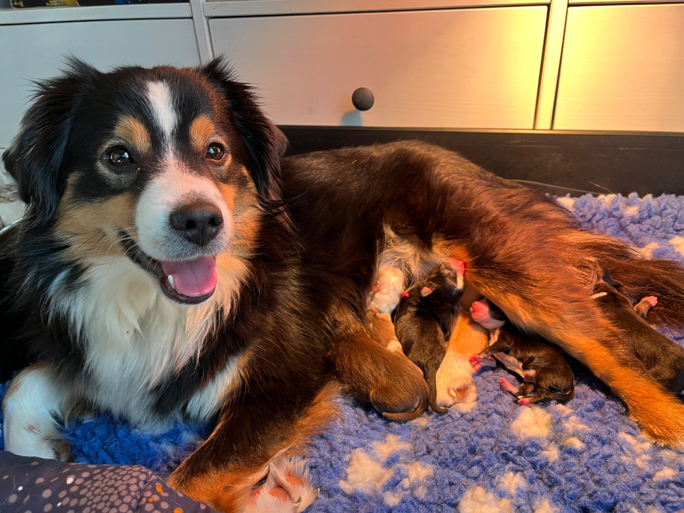 Des Vagues De Tendresse - Berger Américain Miniature  - Portée née le 31/12/2025