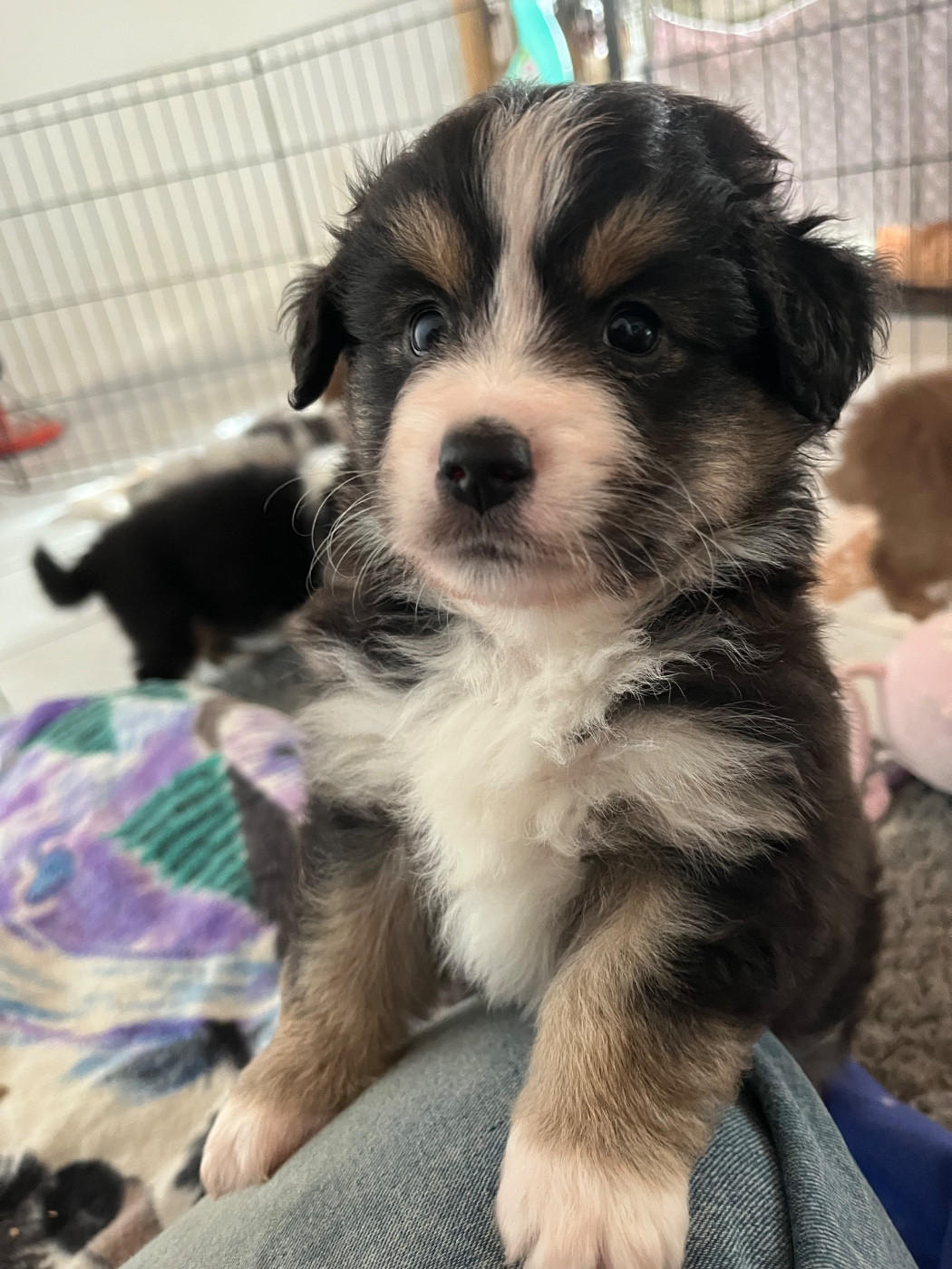 Des Vagues De Tendresse - Chiots disponibles - Berger Américain Miniature 