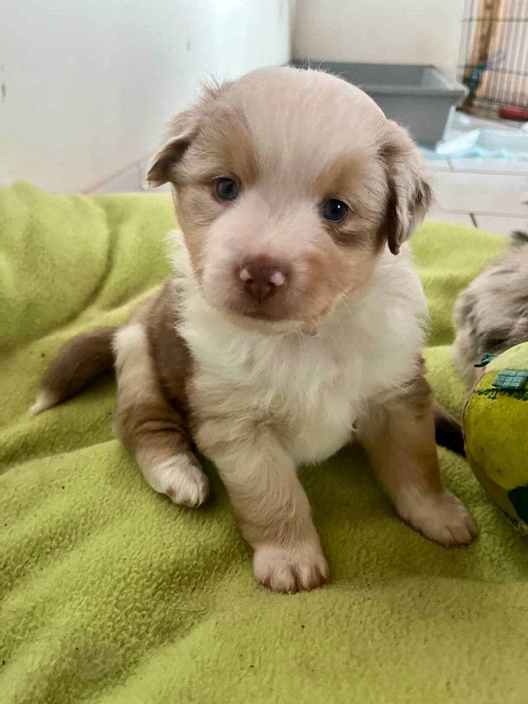 Des Vagues De Tendresse - Chiots disponibles - Berger Américain Miniature 