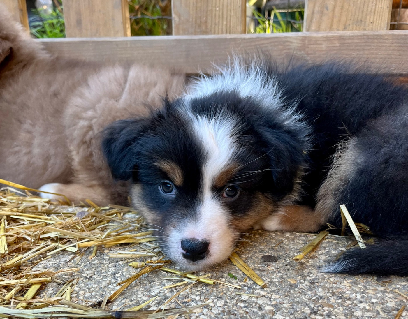 Des Vagues De Tendresse - Chiots disponibles - Berger Australien
