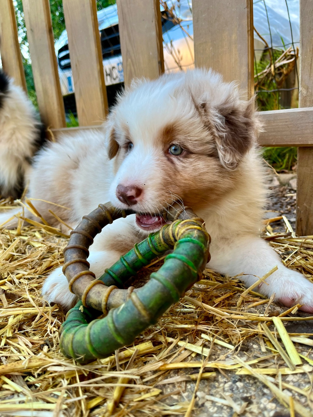 Des Vagues De Tendresse - Chiots disponibles - Berger Australien
