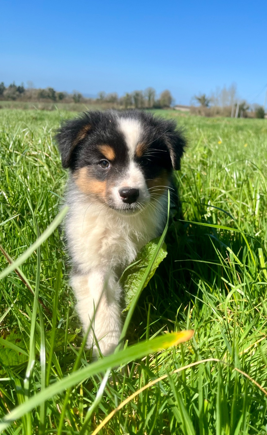 Des Vagues De Tendresse - Chiots disponibles - Berger Australien