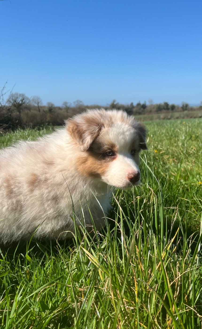 Des Vagues De Tendresse - Chiots disponibles - Berger Australien