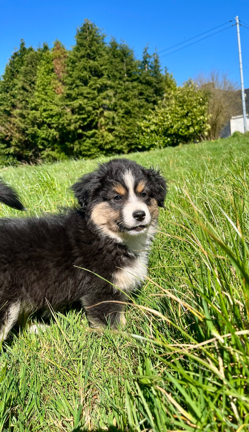 Des Vagues De Tendresse - Chiots disponibles - Berger Américain Miniature 