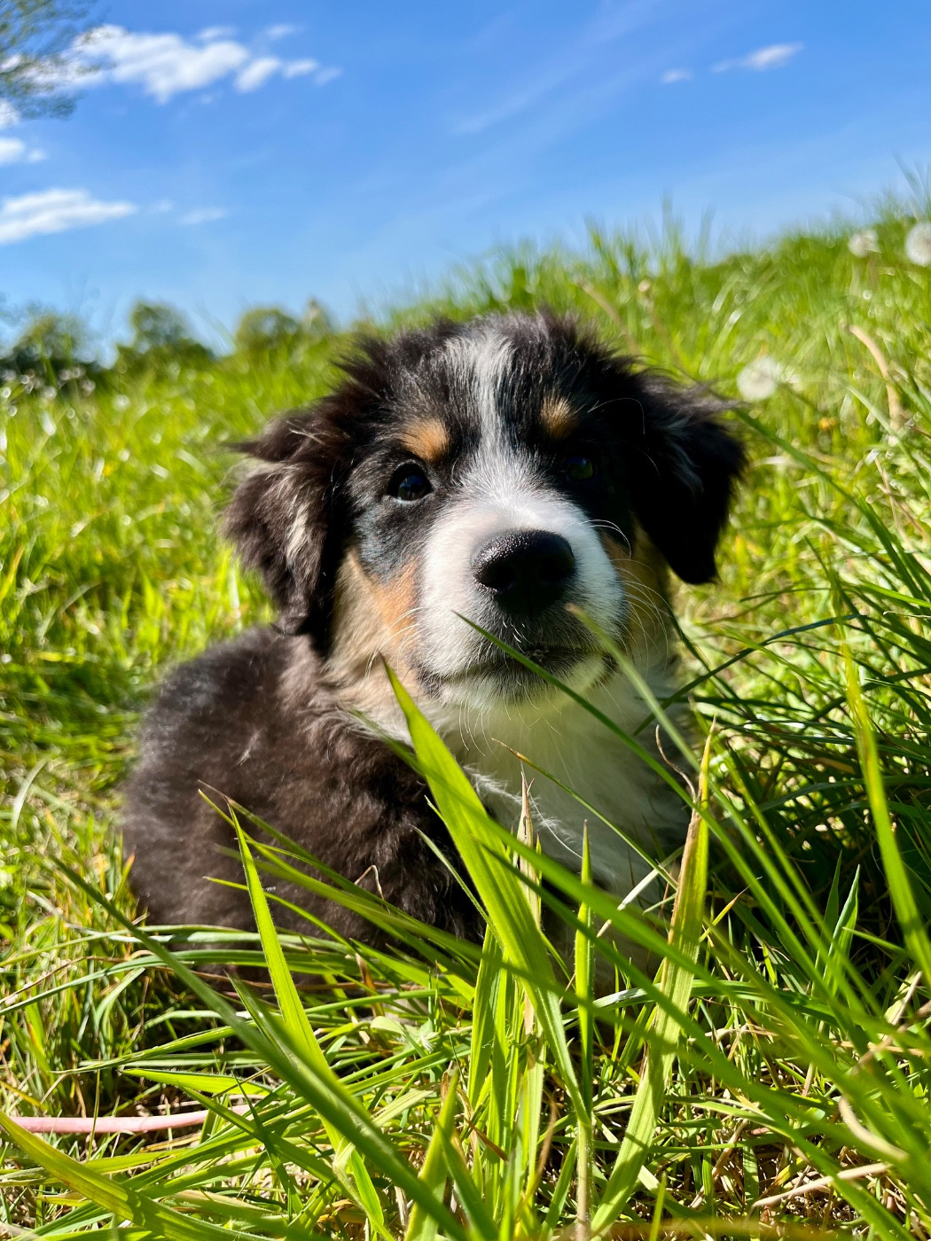 Des Vagues De Tendresse - Chiots disponibles - Berger Américain Miniature 