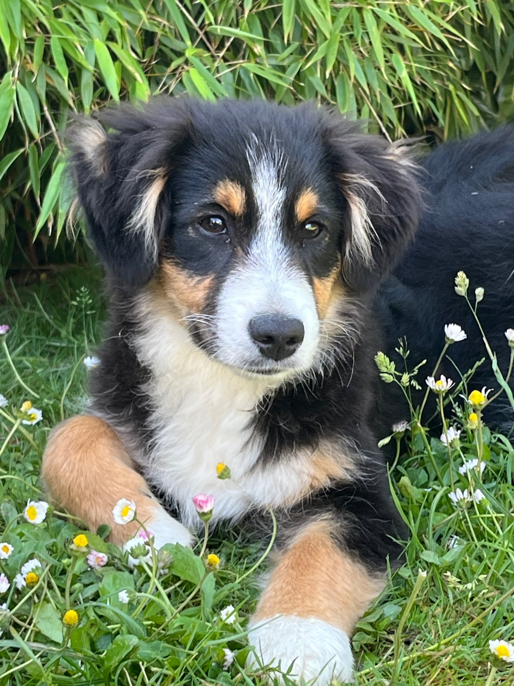 Des Vagues De Tendresse - Chiots disponibles - Berger Américain Miniature 