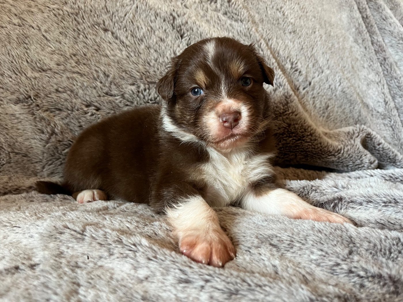 Des Vagues De Tendresse - Chiots disponibles - Berger Australien