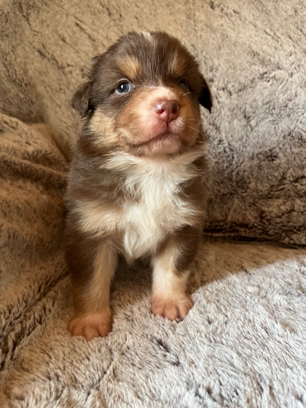 Des Vagues De Tendresse - Chiots disponibles - Berger Australien