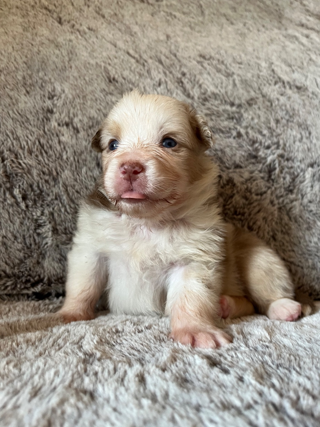 Des Vagues De Tendresse - Chiots disponibles - Berger Australien