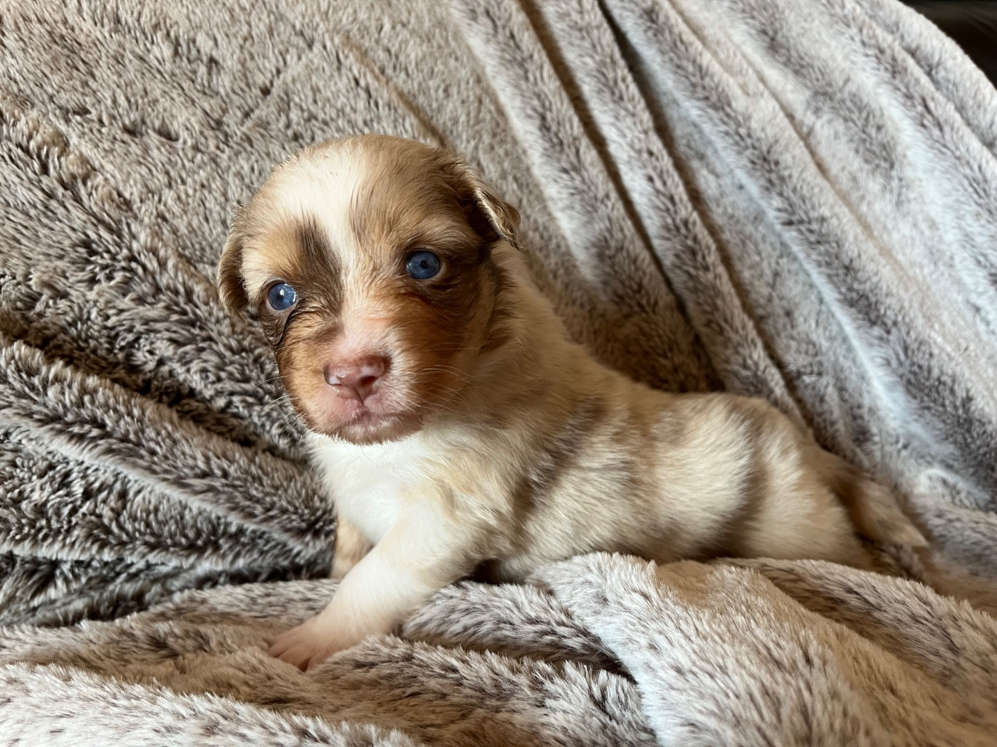 Des Vagues De Tendresse - Chiots disponibles - Berger Australien