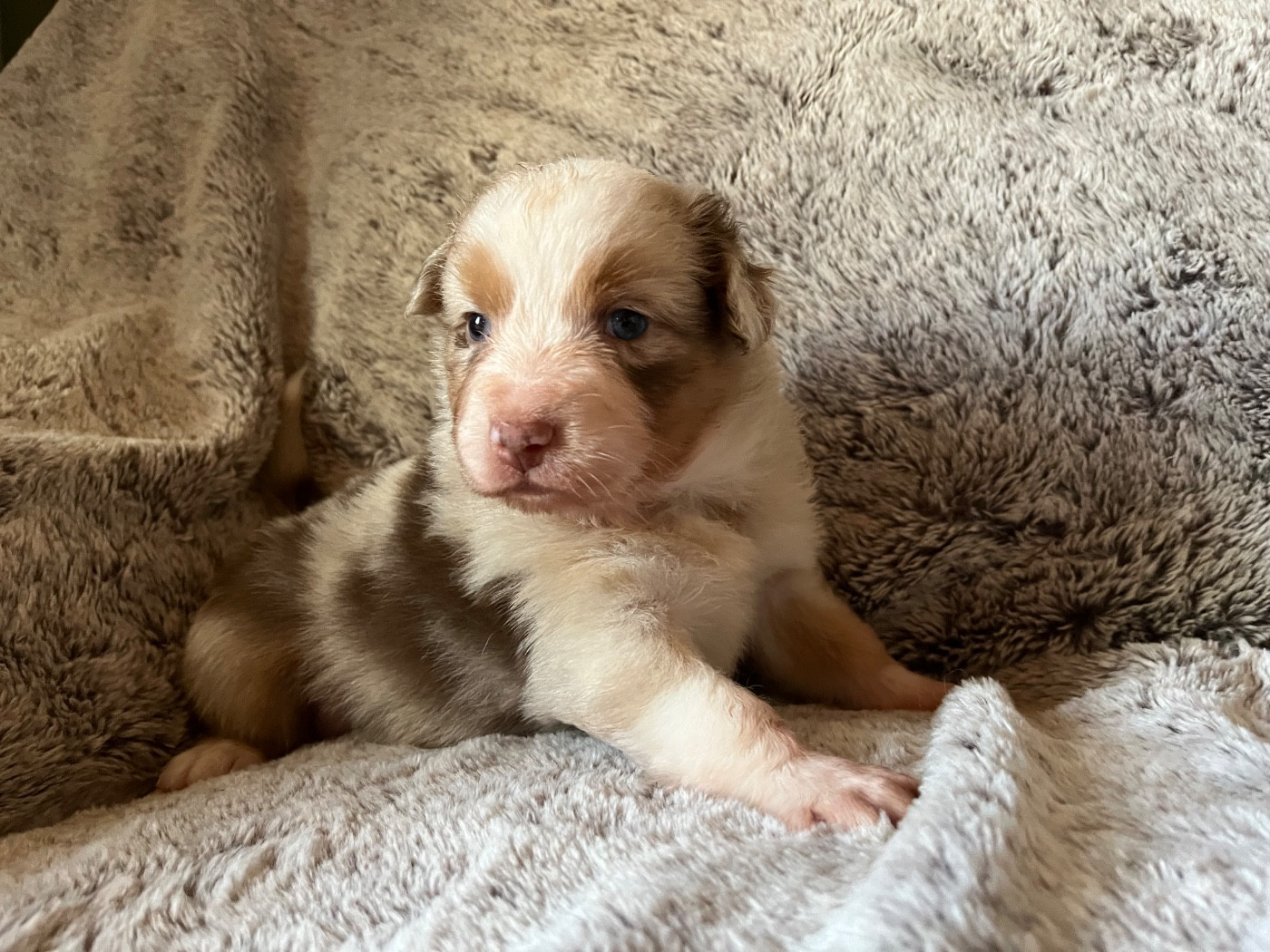Des Vagues De Tendresse - Chiots disponibles - Berger Australien