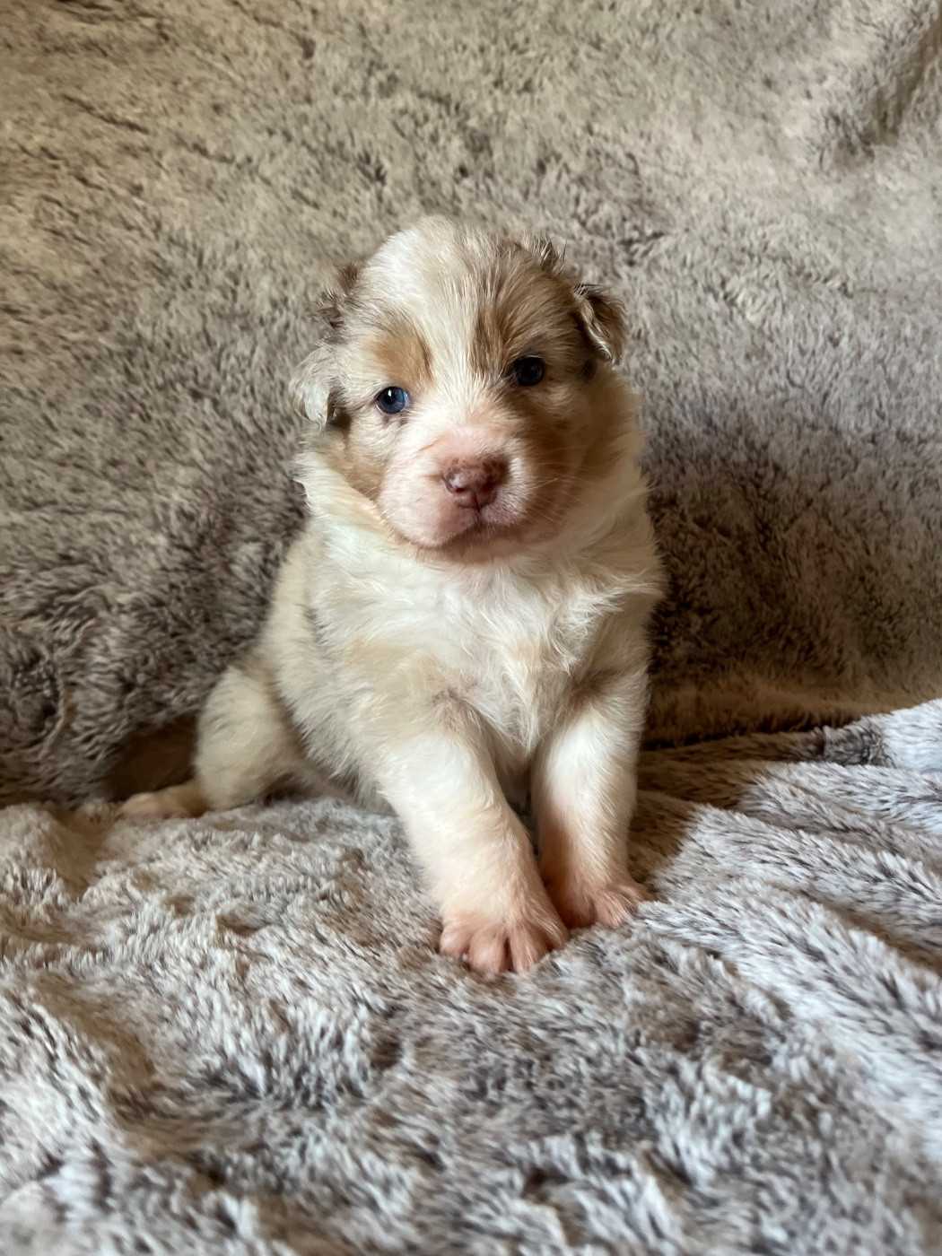Des Vagues De Tendresse - Chiots disponibles - Berger Australien