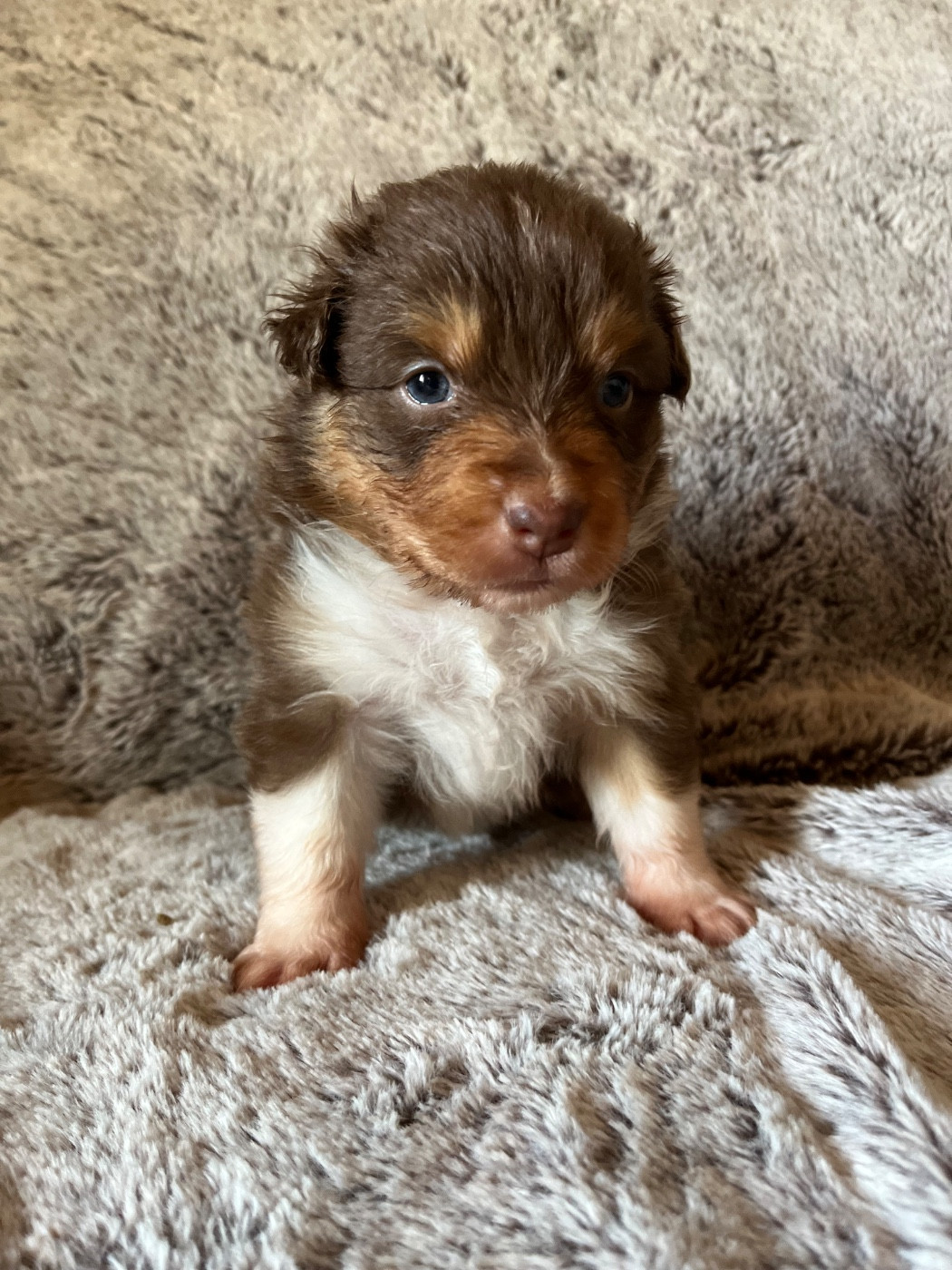 Des Vagues De Tendresse - Chiots disponibles - Berger Australien