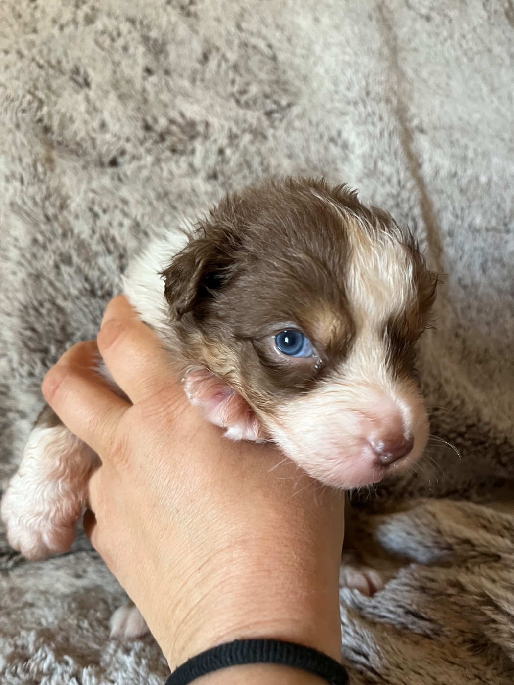 Des Vagues De Tendresse - Chiots disponibles - Berger Australien