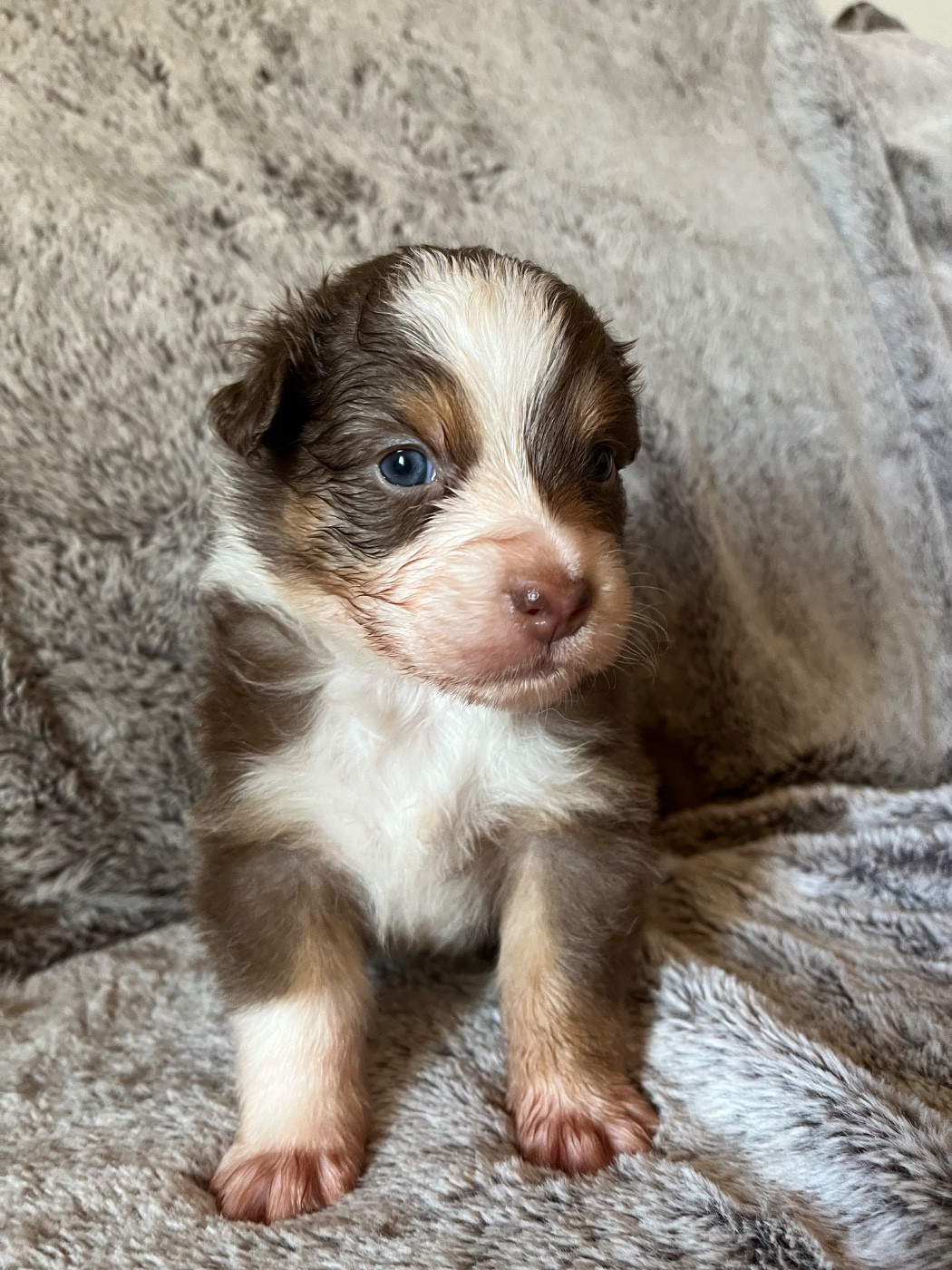Des Vagues De Tendresse - Chiots disponibles - Berger Australien