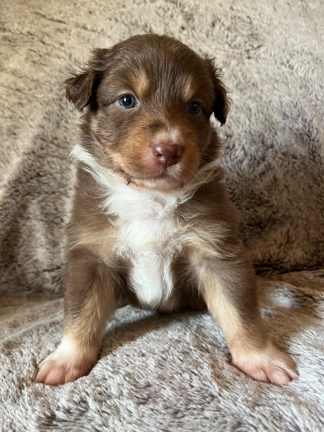 Des Vagues De Tendresse - Chiots disponibles - Berger Australien