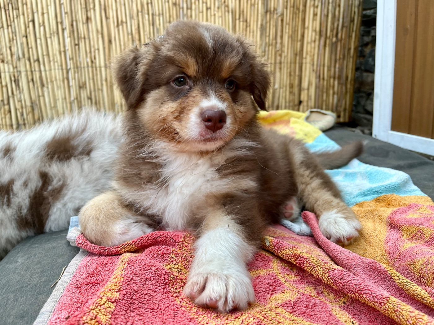 Des Vagues De Tendresse - Chiots disponibles - Berger Australien