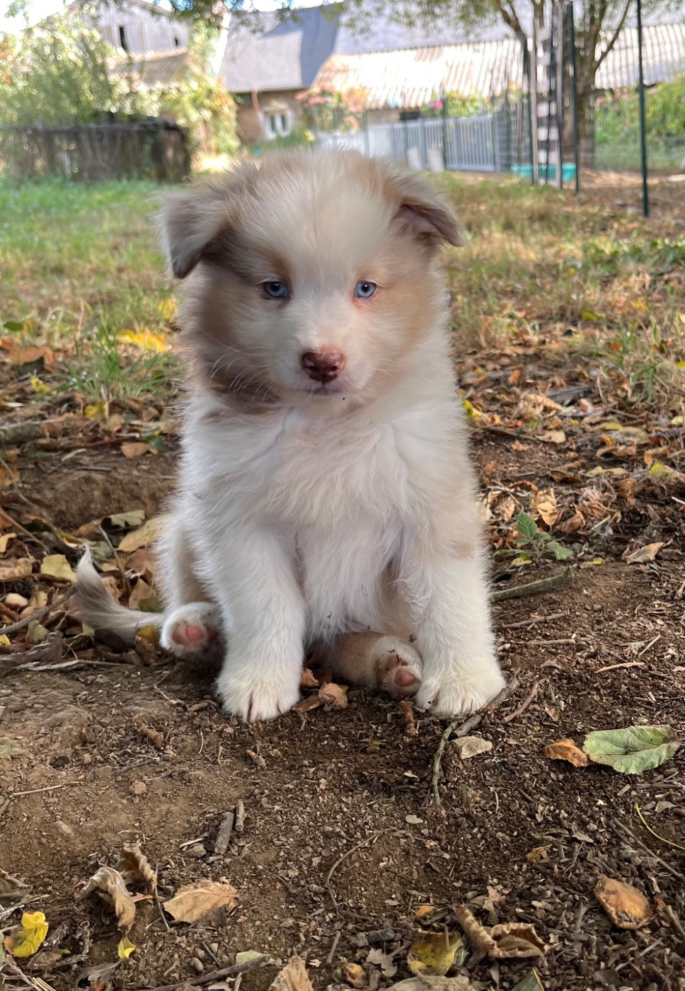 Des Vagues De Tendresse - Chiots disponibles - Berger Australien